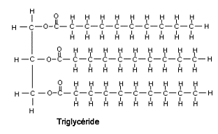 Triglycerides - Fats