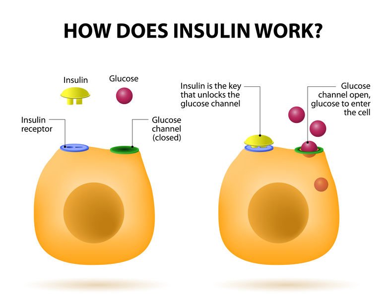 Working of Insulin - PMF IAS