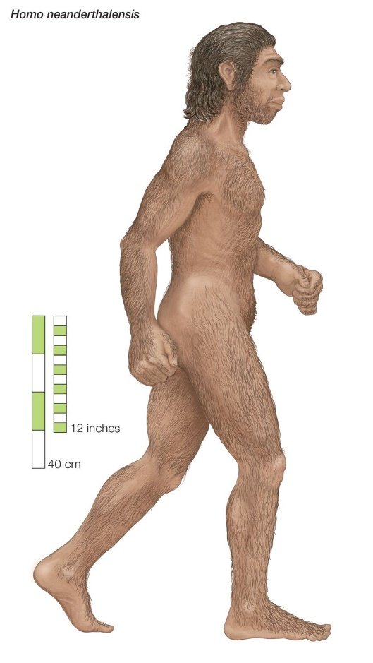 Neanderthal - PMF IAS