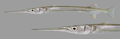 Redfin Needlefish – Discover Fishes