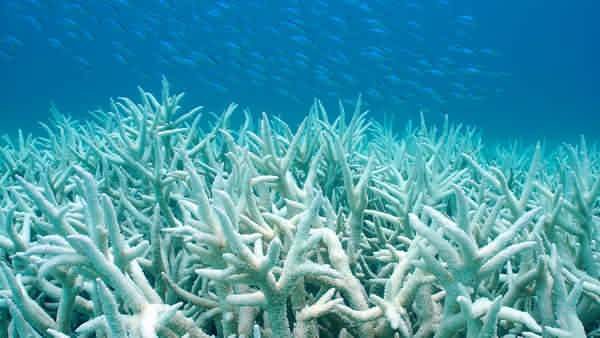 Coral Bleaching- Coral Reef Bleaching degradation of coral reef
