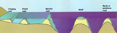 Coral Reef: Fringing Reef, Barrier Reef & Atoll - PMF IAS