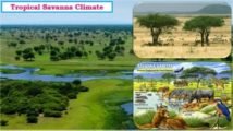 Savanna Climate or Tropical Wet and Dry Climate