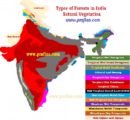 types of forests in india- natural vegetation of india - Copy