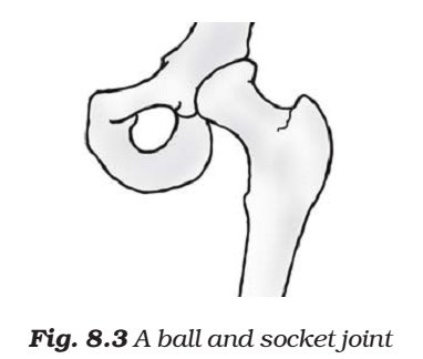 Ball and socket joint