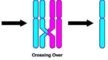 Homologous chromosomes - crossing over