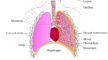 Lungs - Human Respiratory System - General Science NCERT