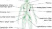 Lymph Nodes - Immunity - Human Immune System.png