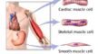 Muscular System – Muscle Types