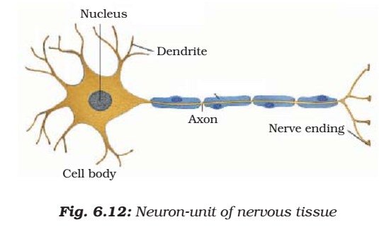 Neuron - Nervous Tissue