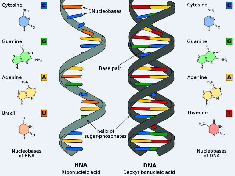 Nucleobases-DNA-RNA