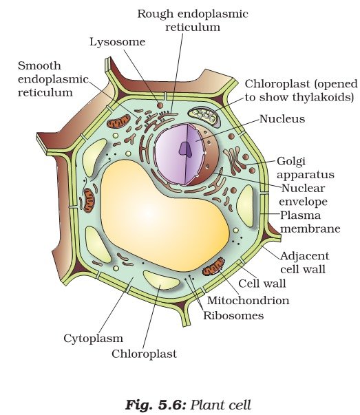 Chloroplast in Plant Cell - Definition, Characteristics, Video, Structure &  Functions - Biology Reader