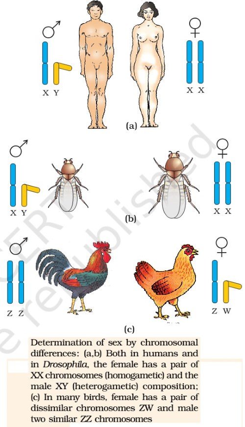 Sex Determination - humans - birds - insects