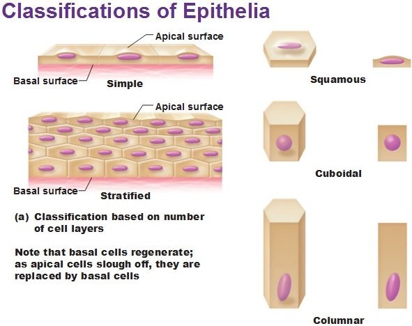 classification-of-epithelia