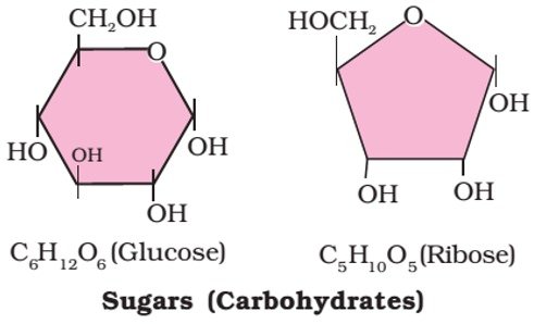 glucose -C6H12O6- carbohydrates