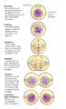 Mitosis | Cell Cycle | Cell Division - PMF IAS