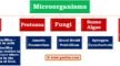microorganisms - microbes - diseases