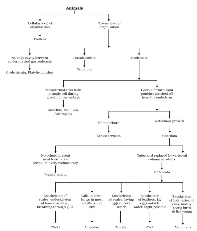 Classification of Vertebrata (Phylum Chordata)