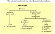 Division - Vertebrata - Classsification