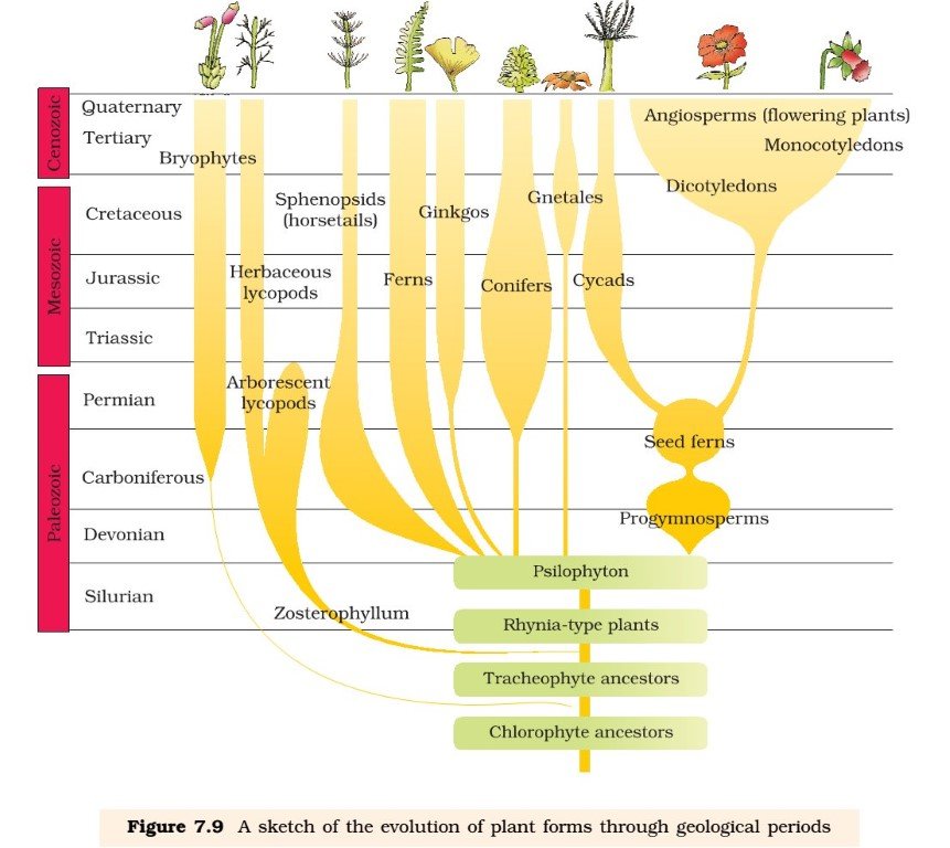 Evolution - Plants