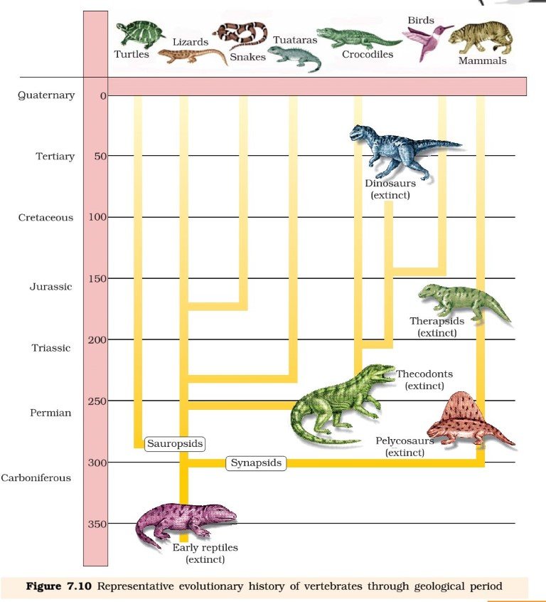 Evolution - Reptiles