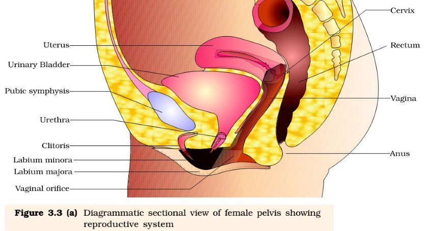 Female Reproductive System - pelvis