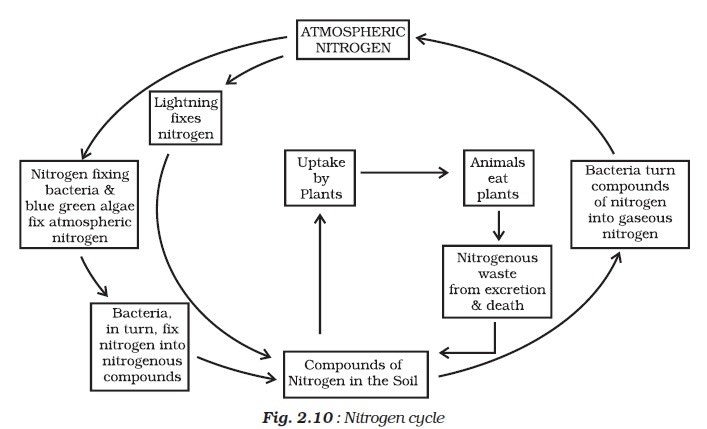 Nitrogen Cycle - Plant Nutrition