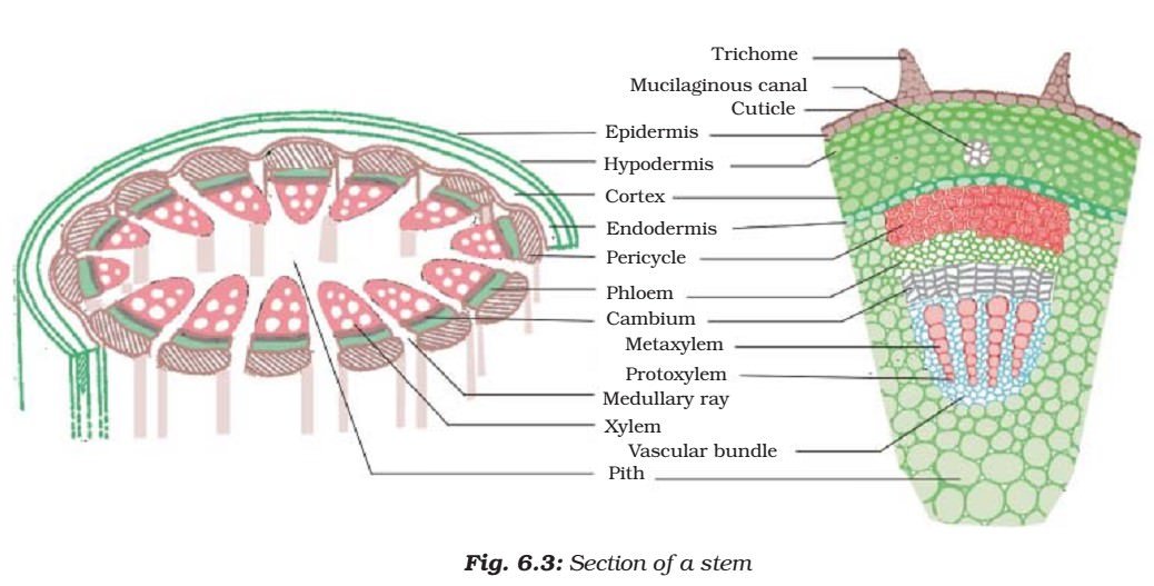 Parts of Plant Stem - Plant Tissues