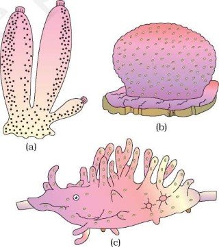 Porifera - Sycon - Euspongia - Spongilla