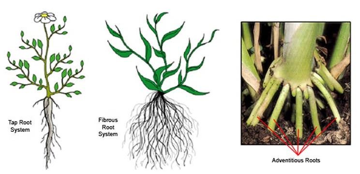 Root Systems-Tap-Fibrous-adventitious roots