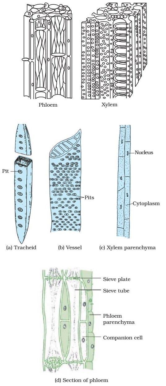 Xylem - Phloem - Complex Permanent Tissue