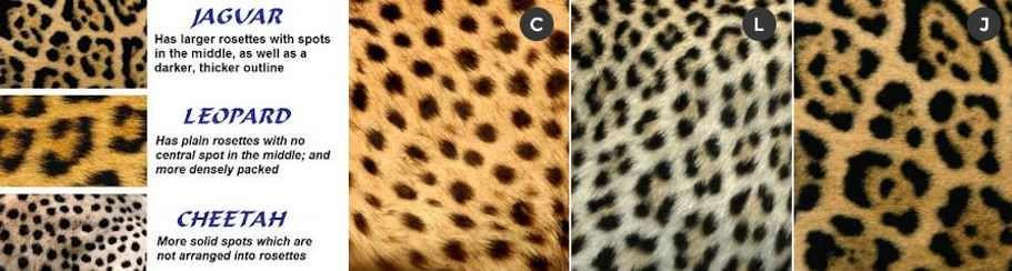 Jagvar-leopard-cheetah difference