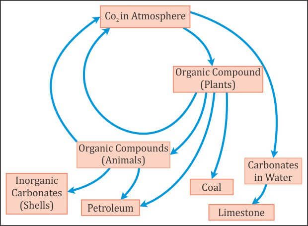 Carbon Cycle (Gaseous Cycle)