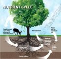 Chemical Cycling or Nutrient Cycling