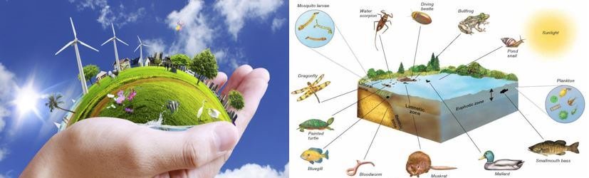Environment and Aquatic Ecosystem