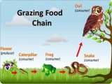 Grazing food chain