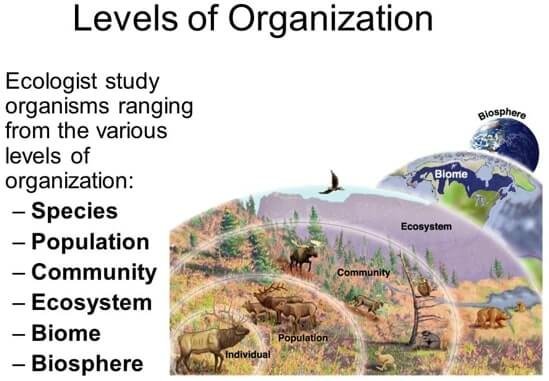 Levels of Organizations in Ecology