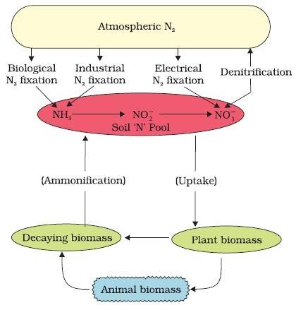 Nitrogen Cycle (Gaseous Cycle)