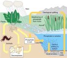 Carbon Cycle, Nitrogen Cycle, Phosphorus and Sulphur Cycle - PMF IAS