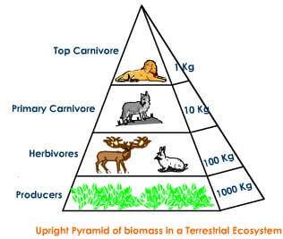 Pyramid of Biomass – upright