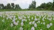 Water Hyacinth - Terror of Bengal