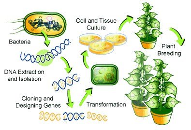 Biotechnology – Genetically Modified Crops