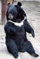 Asian black bear - moon bear or white-chested bear 