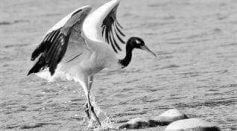 Black-Necked Crane