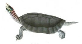 Red-crowned Roofed Turtle or the Bengal Roof Turtle 