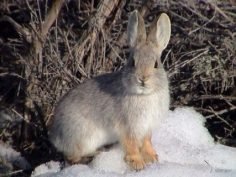 Hispid hare - Assam rabbit 