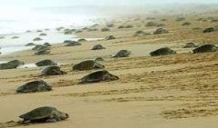 Olive ridley sea turtle