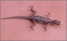 Sispara day gecko 