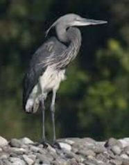 White-bellied Heron 