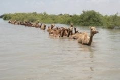 Kharai camels